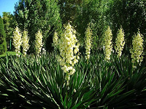 25 + semi Il y a Adams (Yucca filamentosa) arbusto ornamentale I77 (50 semi)