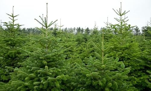 3st. Weißtanne 30-40cm im Topf Jungpflanzen – Abies alba | Heimische Forstpflanze & Nadelbaum | Robuste, immergrüne Tannen für Wald, Garten & Aufforstung