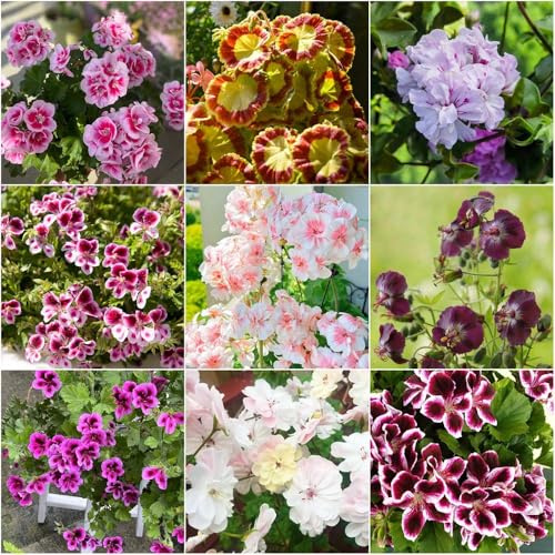geranien - pflanzensamen wildblumensamen topfpflanzen dachbegrünung exotische frühlingsblumen kräutergarten dekopflanzen deko 20samen