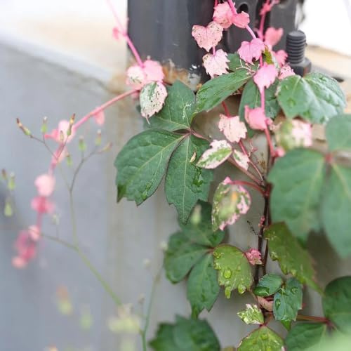 Semi di rampicanti Virginia, da balcone rampicanti di vite selvatica, decorativa, semi di esotiche resistenti per il giardino 50pcs