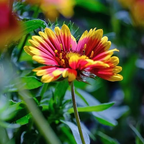 Kokardenblumesamen - kübelpflanzen balkonpflanzen hochbeete für garten deko wohnzimmer blumenstauden pflanzensamen exotisch steingarten gartenblumen winterharte stauden für pralle 400pcs