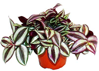 Exotenherz - Dreimasterblume - Tradescantia zebrina - pflegeleichte hängende Zimmerpflanze - 12cm Topf