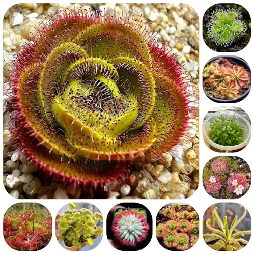 semillas resistentes de drosera de interior carnívora, drosera peltata, interior purificadoras aire semillas para camas elevadas jardín 500pcs