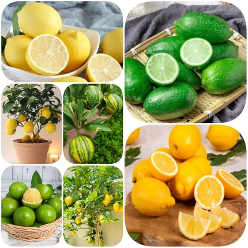semillas de limonero - exótico jardineros de balcón invernaderos balcón Limonero variedades antiguas, resistentes 60pcs