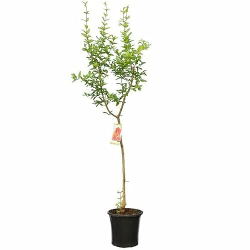 Bloomique - Punica Granatum - Granado - Árbol frutal - Planta de jardín - Resistente al invierno - 130-160 cm de altura - Maceta 28 cm