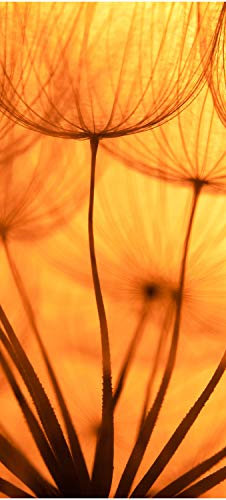 wandmotiv24 Türtapete Pusteblume Orange 90 x 200cm (B x H) - Selbstklebende Strukturtapete Sticker für Türen, Türfolie, Aufkleber, M0390