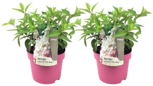 Plant in a Box - Hortensien- Hydrangea paniculata “Pinky Winky”- Höhe 25-40cm -Topf 19cm - Winterharte Gartenpflanze