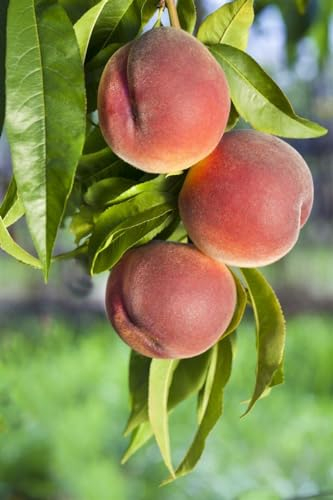 Prunus persica 'Roter Weinbergpfirsich' 150–200 cm – Winterhart, Mehrjährig – Pfirsichbaum Weinbergpfirsich – Obstbaum für Garten & Obstgarten