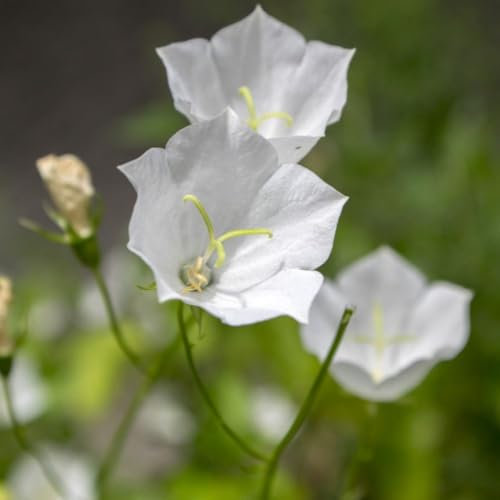 Campanula carpatica 'Alba' - Tussock Bellflower Hardy Perennial, White Bell Flowers, Ideal for Rockeries and Containers – 1x 1 Litre Potted Plant Potted Plant by Thompson & Morgan