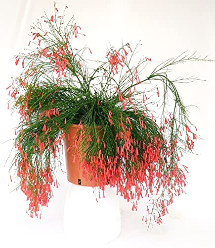 POWERS TO FLOWERS - GINESTRA RIFIORENTE, RUSSELIA ROSSA, VASO 19CM, pianta vera