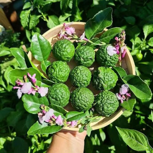 Limettenbaum winterharte kübelpflanzen zwergobstbäume pflanzenkübel obstbäume hochbeett zimmerbonsai bonsai obstsamen Kaffernlimette limetten pflanztopf säulenobstbäume dekopflanzen 500samen