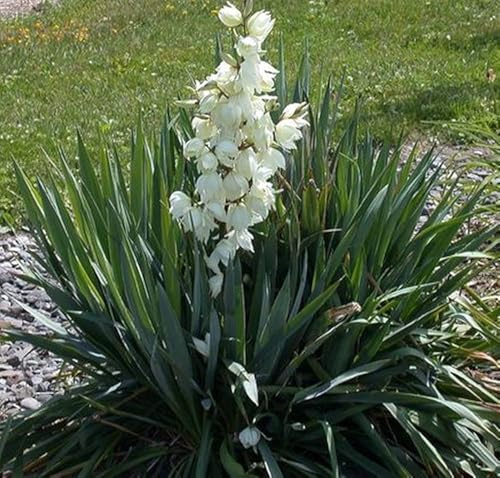 Yucca Filamentosa da fiore h 70 cm in vaso 18 cm AMDGarden
