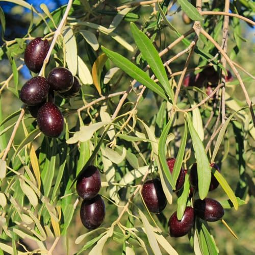 Olivenbaum Winterhart, balkonpflanzen zwergobstbäume winterhart obstbäume kaufen 30Samen