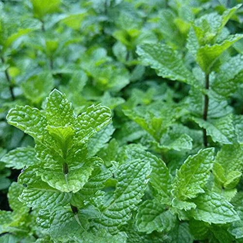 500 pièces Graines de menthe verte Jardin classique utilisé dans les jardins en pot largement utilisé comme cadeau pour la famille et les amis