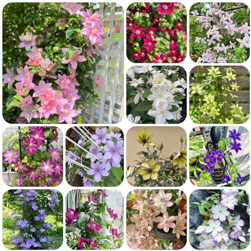 clematis, schnittblumen kletterpflanzen winterhart topfpflanzen hochbeet, hängepflanzen seltene wohnzimmer deko 600samen