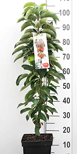 Apfel Säulen Zwergobstbaum oder Mini Obstbaum Apfelbaum red sensation