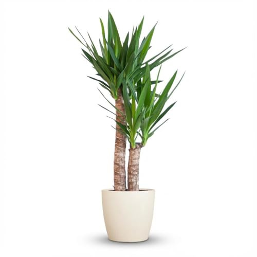 Green boutiQ - Plante d'intérieur - Yucca - Yucca Elephantipes - Vert - Entretien facile - 1 Plante - avec Potter Blanc - Pot 21cm - Hauteur 80-95cm