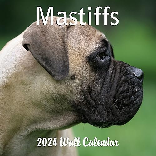 Monats-Wandkalender 2024 Mastiffs mit vier Bonusmonaten ab 2023, 16 Monate, großer Wandkalender September 2023-2024, 30,5 x 61 cm, wenn geöffnet, dickes, stabiles Papier, Geschenk, Hundekalender 2024