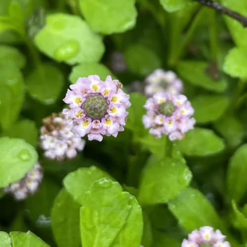 verbena velenifera strisciante interno giardino decorazioni giardino per esterni semi di selvatici balcone 250semi