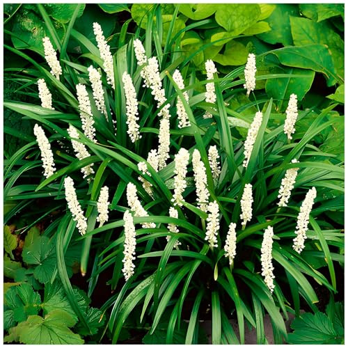 Stauden Gänge 1 x Liriope muscari 'Monroe White' Lilientraube winterhart | Immergrüne Lilientraube mit weißen Blütenkerzen für Schatten, mehrjährig, winterhart, Bodendecker, 1 L Topf (11x11 cm)