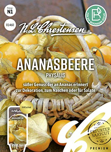 Ananasbeere Physalis Samen, Saatgut