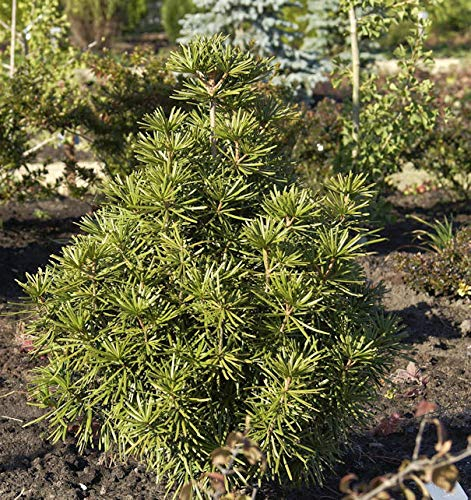 Japanische Schirmtanne 80-100cm - Sciadopitys verticillata - lebende Gartenpflanze aus den Baumschulen
