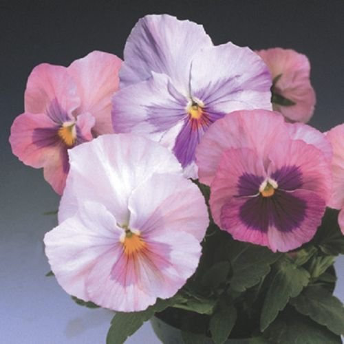 50 Semi Stiefmütterchen Semi Delta rosa Shades Fiore