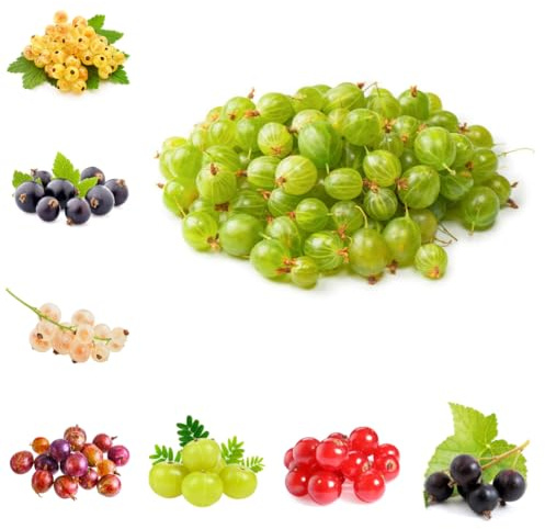 Semi di uva spina - uva spina - ribes decorazione dell'da colonnari, esotiche resistenti sementi biologiche, sementi di antiche varietà 125pcs