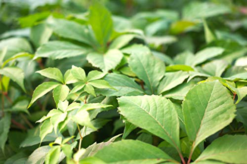 Vigne Vierge quinquefolia Murorum