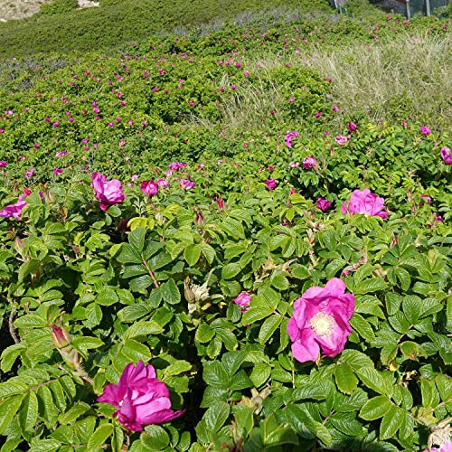 GARTEN SCHLÜTER® Hagebutte Syltrose Apfelrose Rosa rugosa Dünenrose | Pflegeleicht undurchdringlich Heckenpflanze Insektennährgehölz Vogelnährgehölz