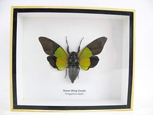 asiahouse24 Green Wing Cicada Cicade (Trengganua Sibylla) - Cornice in Legno con Cornice, Soggetto: Insetto Esotico in 3D