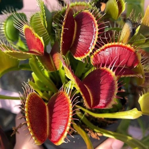 Semillas de Venus atrapamoscas, de interior exóticas Dionaea muscipula, raras decoracion salon semillas de interior 30pcs