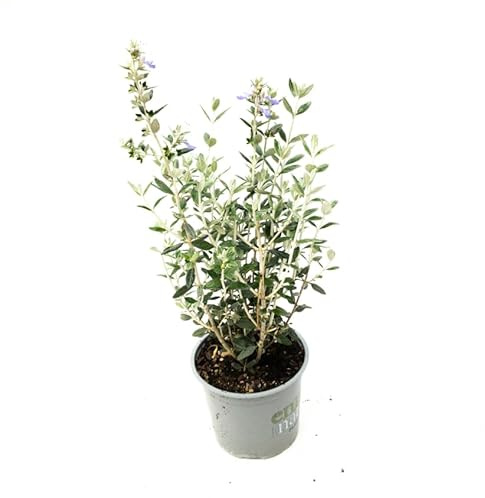 Salvia Amarga Natural Arbusto de Jardín con Mantenimiento Sencillo