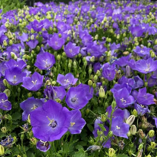 Campanula carpatica Blue Bellflower 5000 Seeds