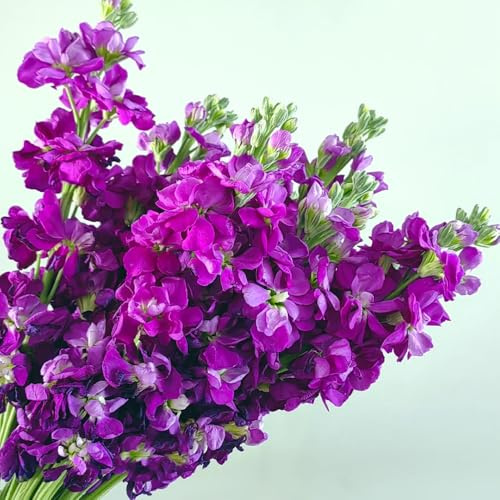 levkojen usambaraveilchen topfpflanzen draußen winterhart veilchen deko, balkon herbst deko steingartenpflanzen winterhart blumenwiese 60samen