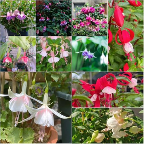 fuchsien - topf exotische pflanztopf pflanzensamen fuchsien gartenpflanzen balkonblumen steingartenpflanzen winterhart 150samen