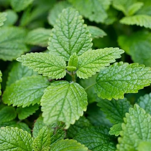 Semillas de melisa, silvestres Melissa officinalis, perennes semillas de variedades antiguas 300pcs