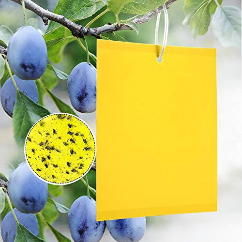 Panngu Trappole Appiccicose 20 Pezzi 15cm x 20cm MoscheTrappola Trappola per Insetti per Mosca Bianca, Mosca della Frutta, Afidi, Minatori Fogliari Catchers Dual-Side trappole (Fascette Incluse)