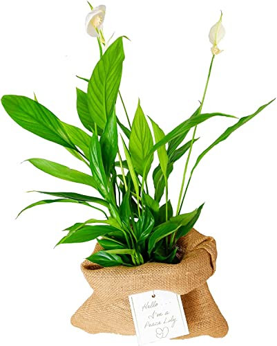 Crea un Ambiente Relajante en tu Hogar con un Espatifilo Natural o Lirio de la Paz