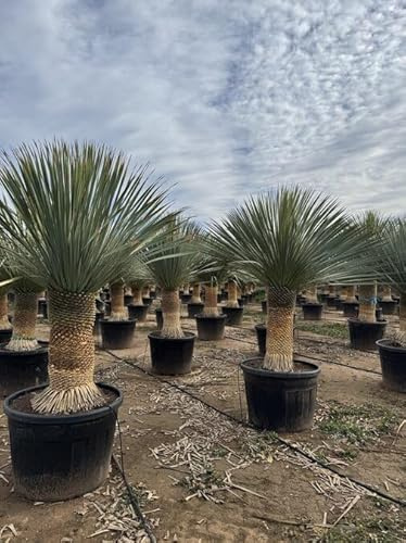 Sunny Tree - Yucca Rostrata - Palm Tree - Trunk Height 50/60 cm - 180 cm - Hardy Palm Lily