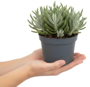 DECOALIVE Cactus Vivo Rhipsalis Baccifera Horrida Cactus Horrida | Porte Colgante Decorativo | Maceta 12 cm | Altura 15 cm