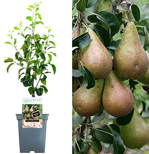 Patio Fruit Tree Collection | Various Premium Grade Fruits | Ideal for Small Gardens & Borders | Apple, Cherry, Plum, Nectarine, Peach & Pear Trees | 2-3ft ('Comice' Pear Tree)