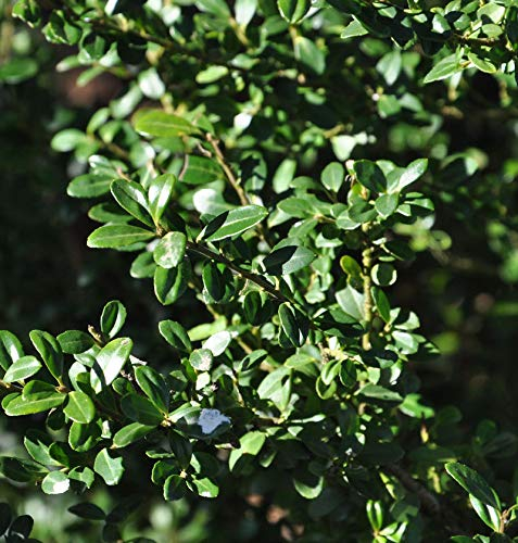 Hochstamm Japanische Stechpalme Ilex Glori Gem 60-80cm - ilex crenata - lebende Gartenpflanze aus den Baumschulen