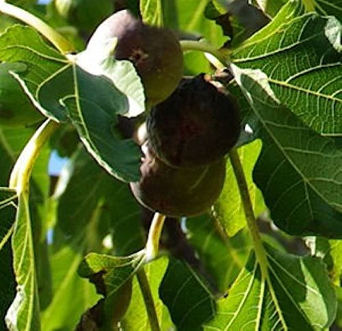 Feigenbaum Firoma® 30-40cm - Ficus carica - lebende Gartenpflanze aus den Baumschulen