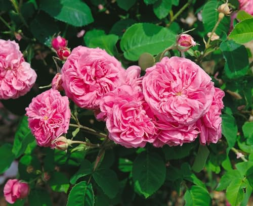 Historische Rose Rosa Mme Boll Strauchrose 3L Topf winterhart | Duftende Blueten, robuste Sorte, ideal fuer Beet und Rabatte, sonniger Standort, langlebig, gartenfreundlich