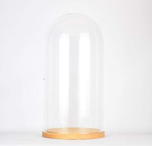 EMH Cloche en verre avec socle en bois naturel H 39,5 x 21 cm