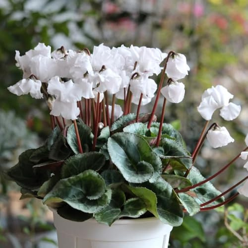 Semi di ciclamino, serre da balcone autunnali resistenti copertura del terreno rare giardino di da giardino roccioso 125pcs
