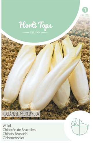 Hortitops 12125 Insalata di cicoria Hollandse Middelvroeg (semi di cicoria)