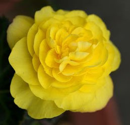 Non Stop Yellow Begonia, Fresh Blooming Sized Bulb, Nice addition to your Garden, Unique Color