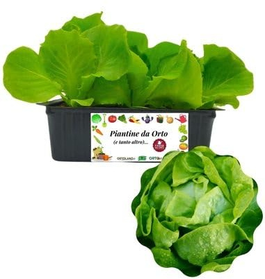P. Piantine da Orto | Lattuga Cappuccia, Kit 9 Piantine, Pianta Pronta al Trapianto, Pianta Vera da Orto, da Balcone e da Esterno, Vivaio Italiano